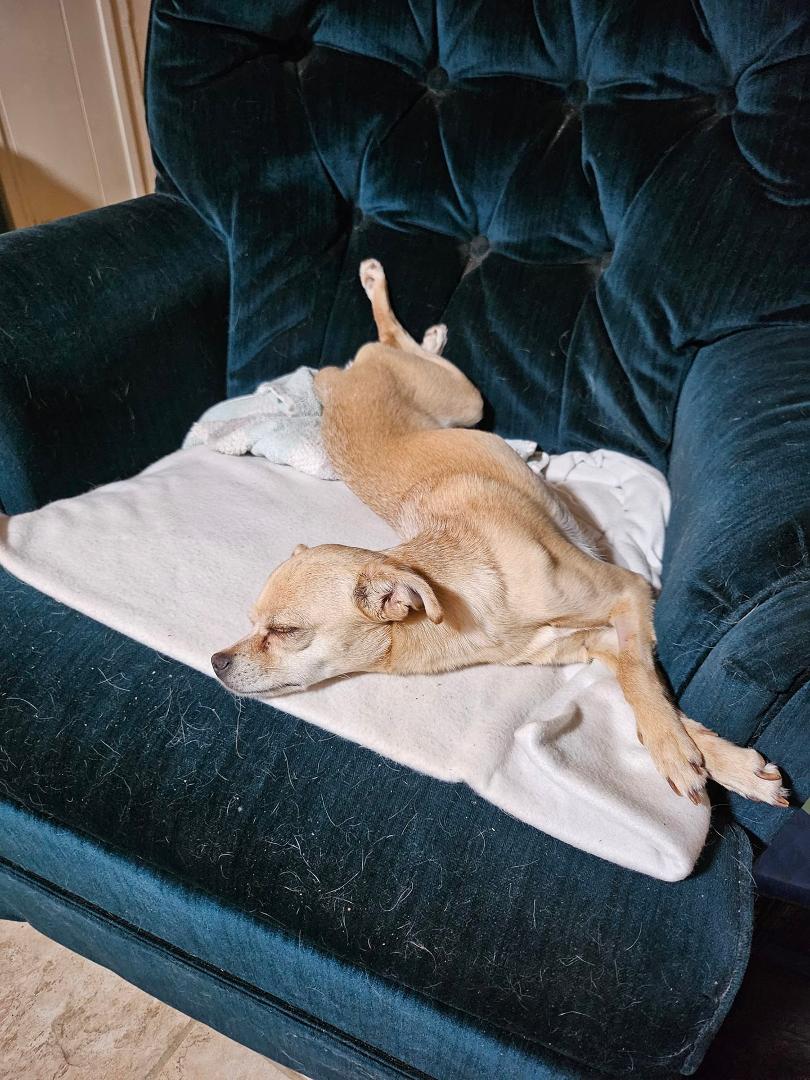 I think Our dog is broken....world meet Mandy a chihuahua whippet cross