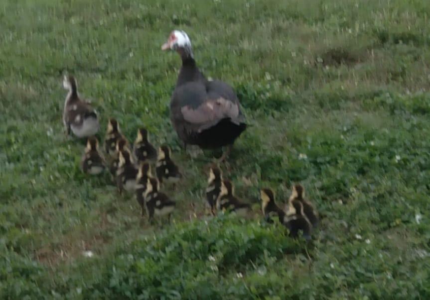 Houston we have ducklings!