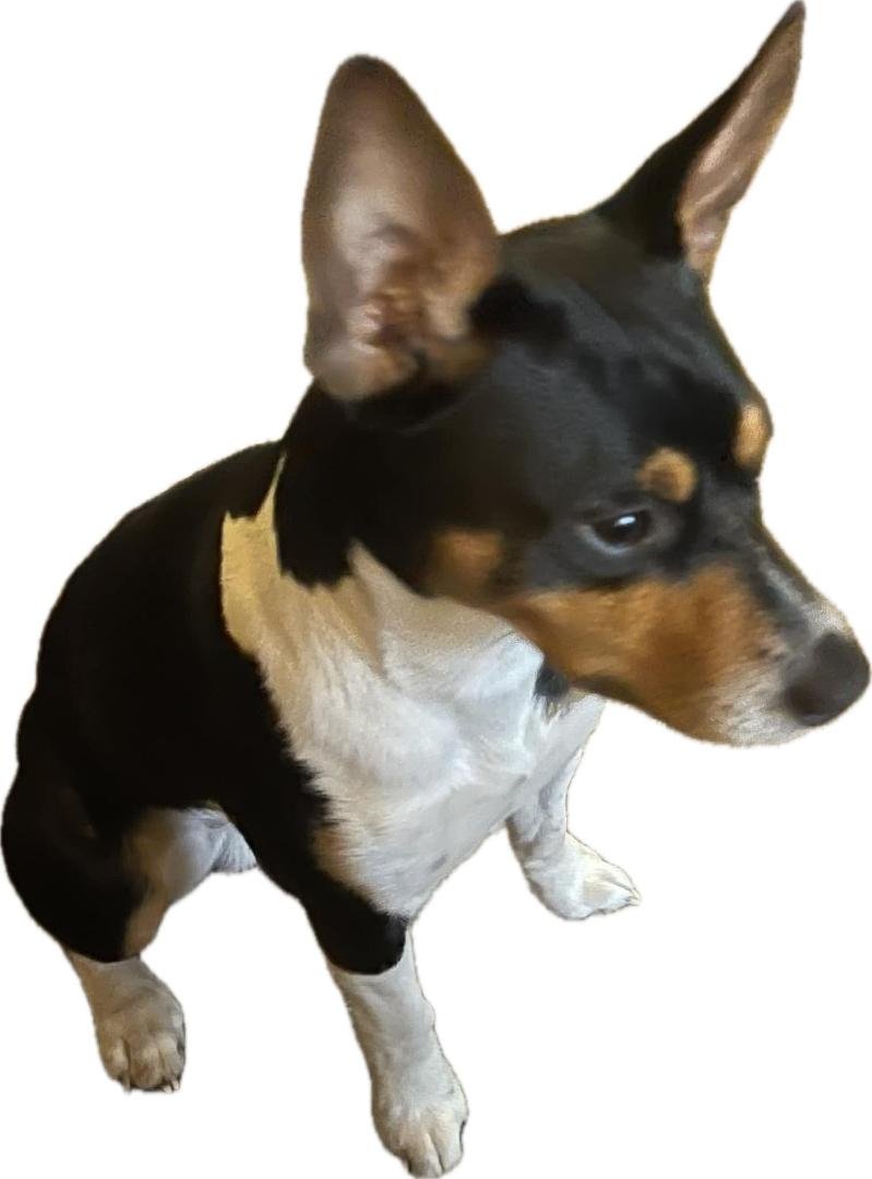 Vinny Lech's album, Mobile uploads