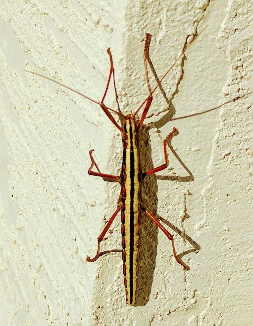 Anyone know what kind of bug this is?