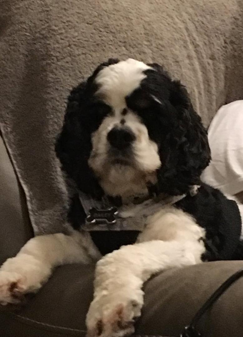 Jane and I said so long to our wonderful dog, Bailey, today. Our most valued and beloved Bailey is now free from the constraints of end-stage liver disease. Jane and I would appreciate your thoughts and prayers during a dif