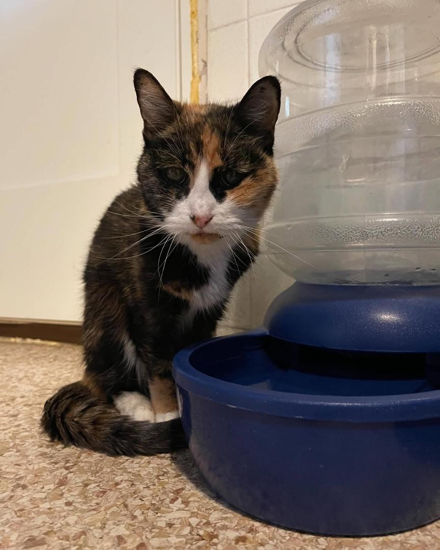 Our pretty 16 year old girl was euthanized today at the APA Olivette. Jasmine lived a long life but had stopped eating and was only drinking water. She had started having blood in her urine and was feeling well. She will be