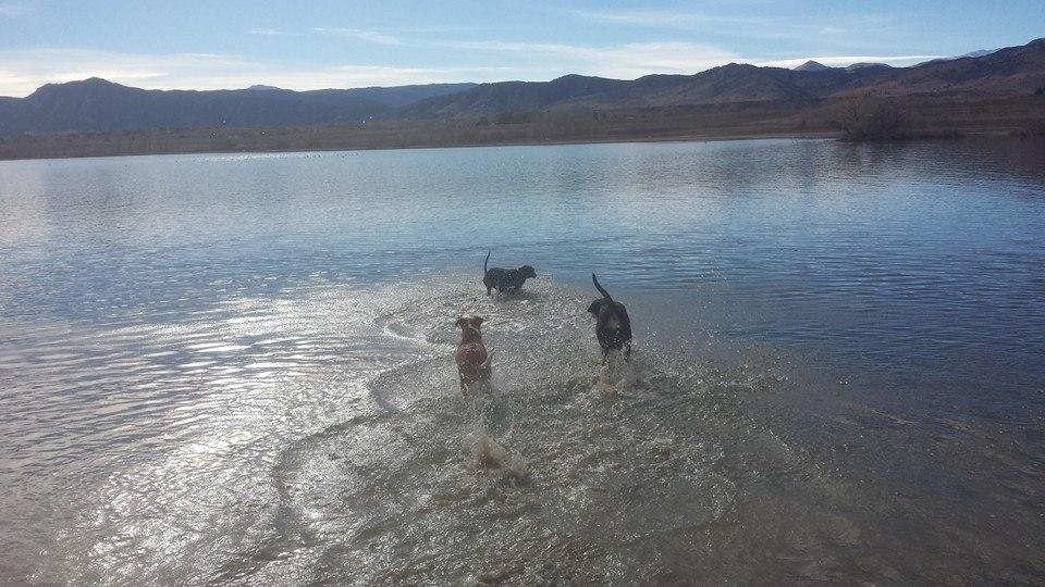Another 3 dog day afternoon with Juanita, Rosie, and Tuza...70 degree day....maybe last warm day of the year