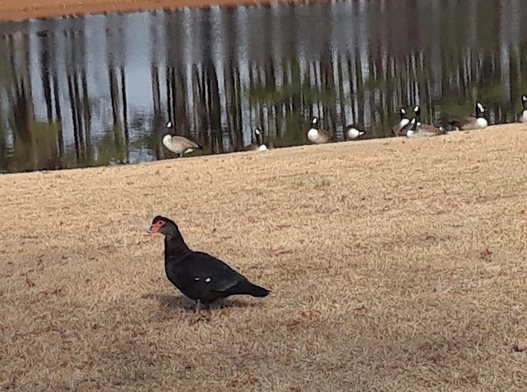 Got my ducks in a row, Rock Ridge, NC
