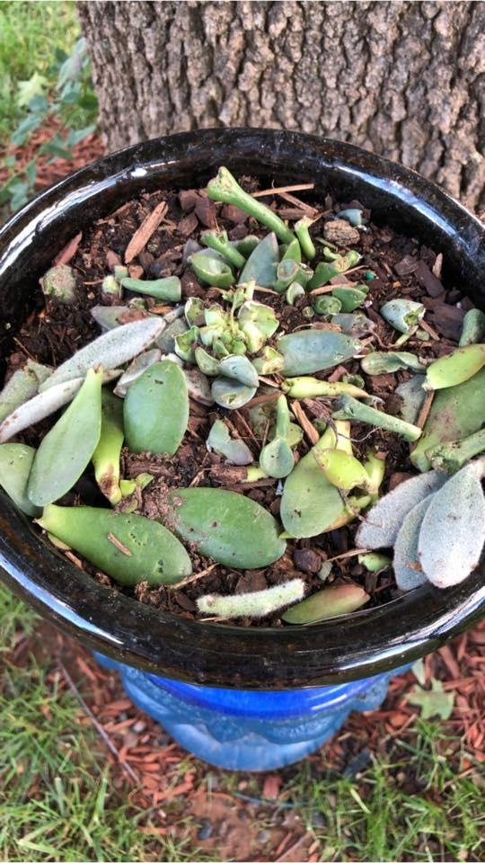 Something ate the tops off of all my succulent plants. I can see little teeth marks.