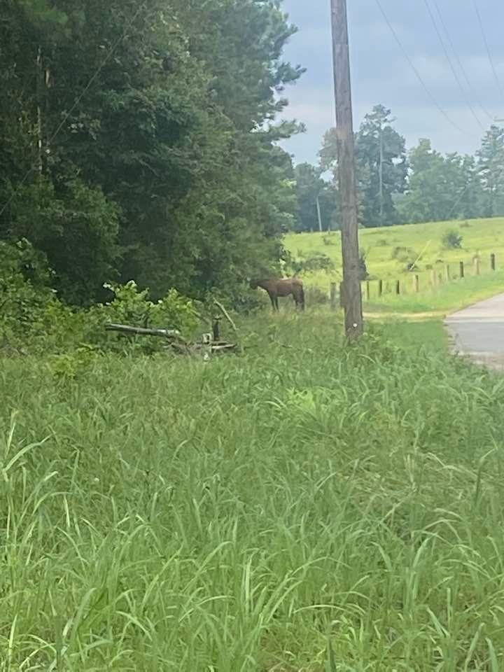 Someone’s horse on Garnett rd