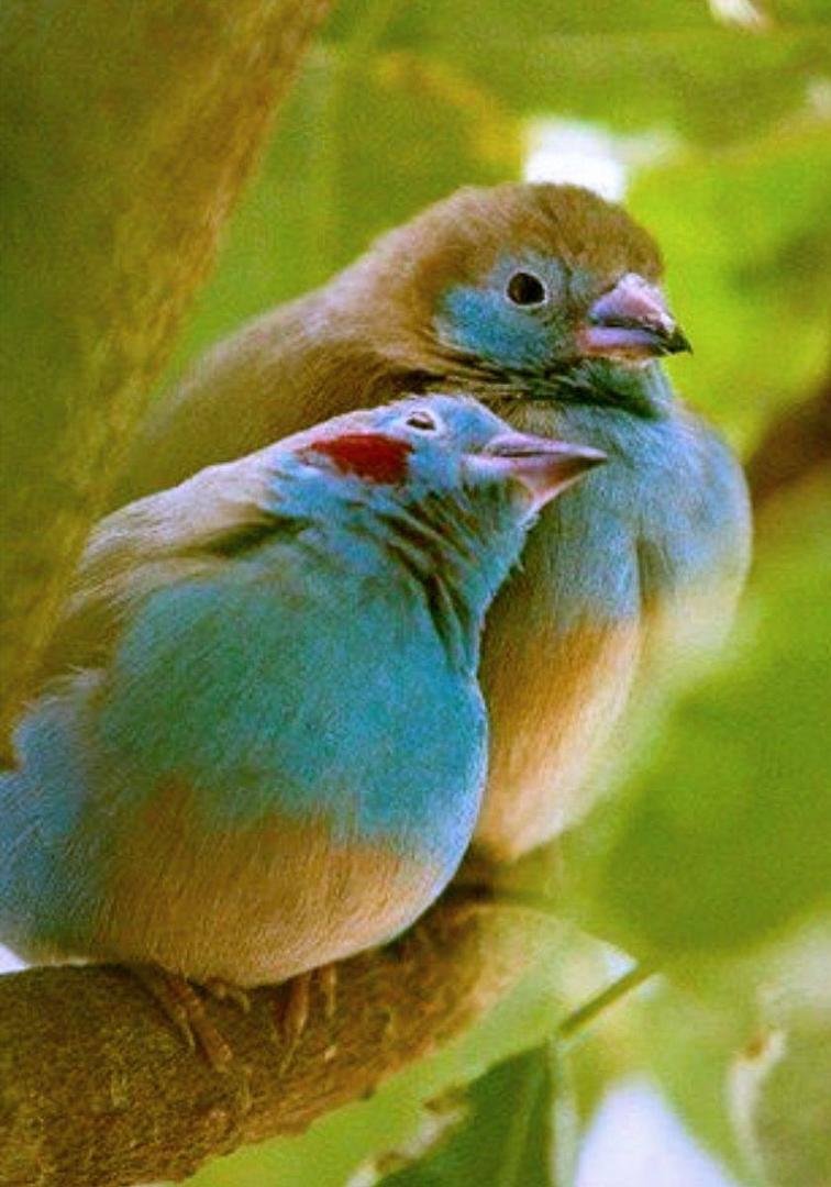 Lovebirds