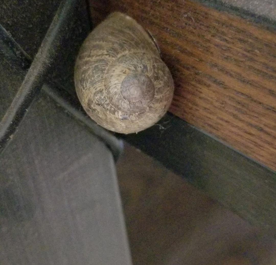 Found one of the dogs pets. It was hiding behind the TV center.