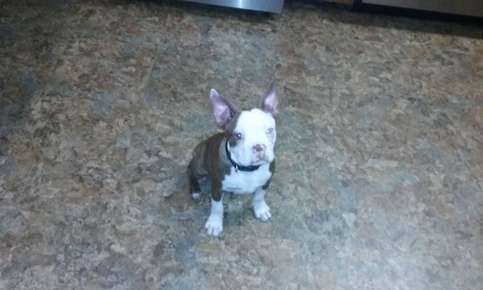 Everyone meet Bruiser