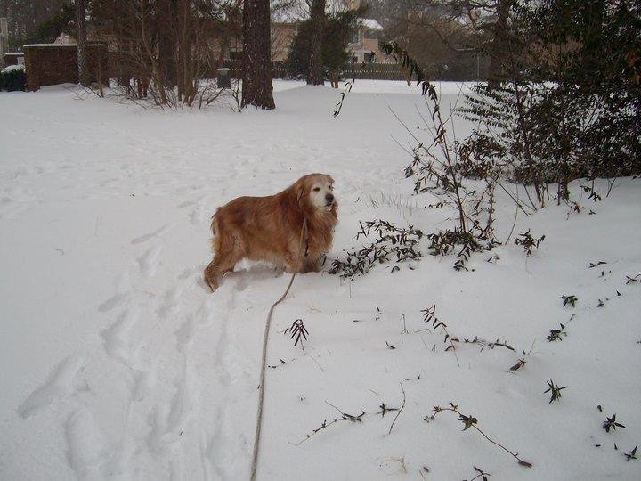 Tim Davey's album, Rache Loves Snow