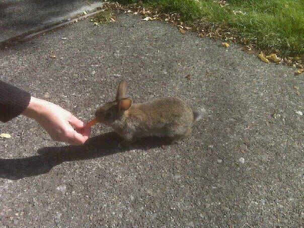 Rabbit