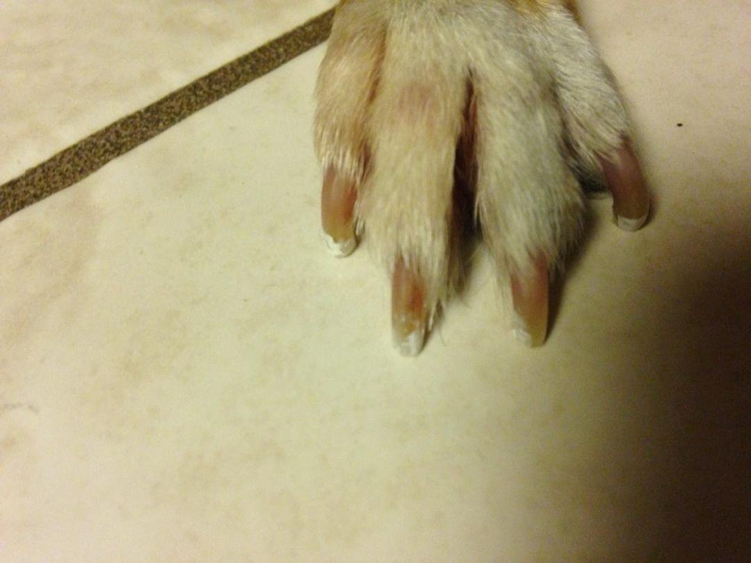 Rita French tipped nails