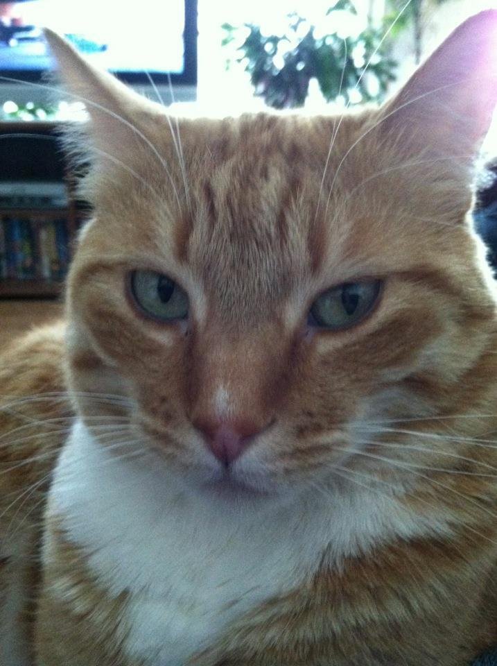 My cat Baylee relaxing!