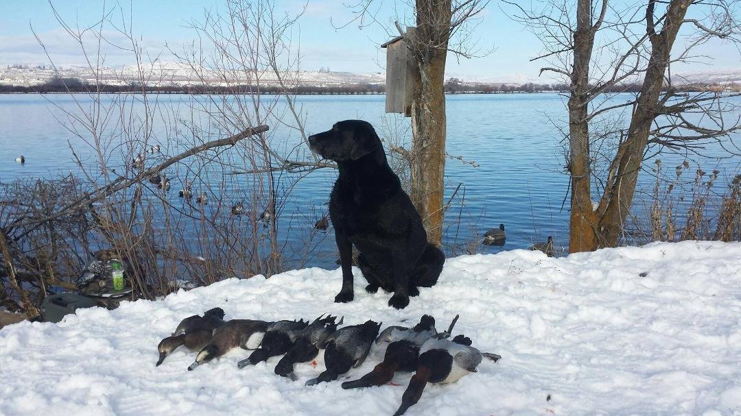 This is how Dan spent his birthday yesterday. Photo cracks me up....all those ducks swimming in the background while seven of their brothers are, well, now ducks in a row. Haha