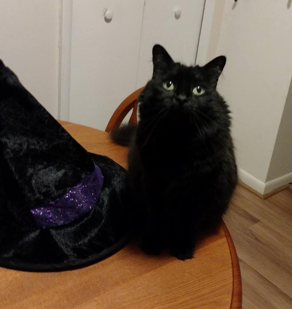 Ebony the Halloween Cat