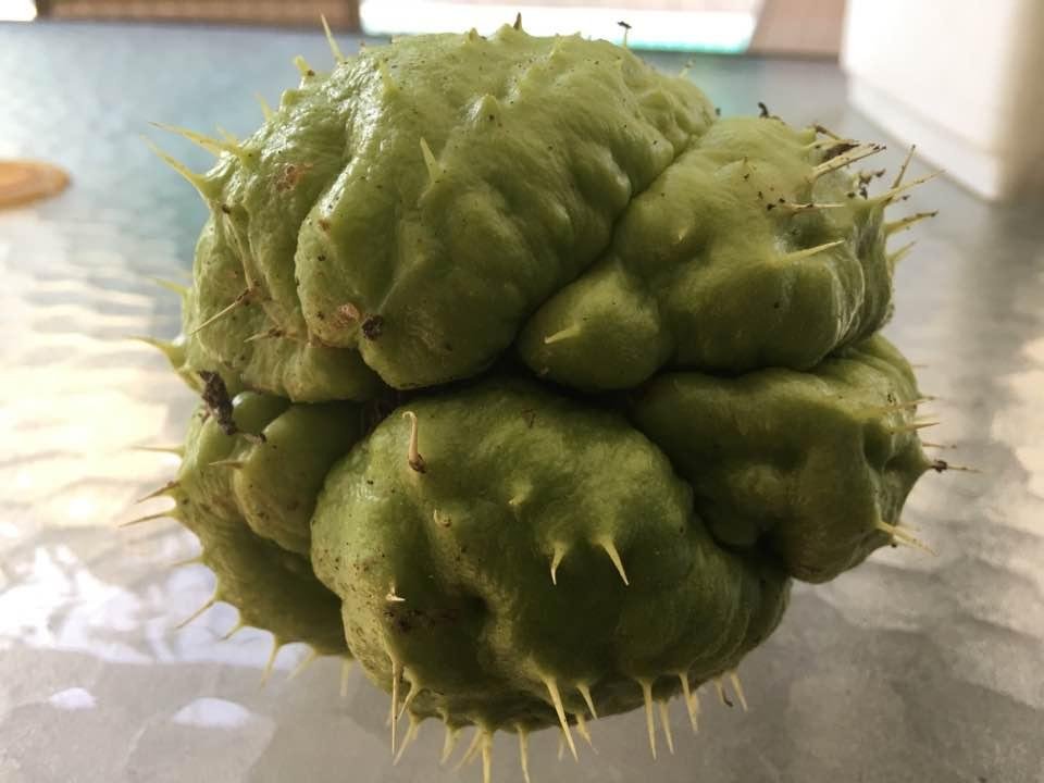 It landed last night from outer space!