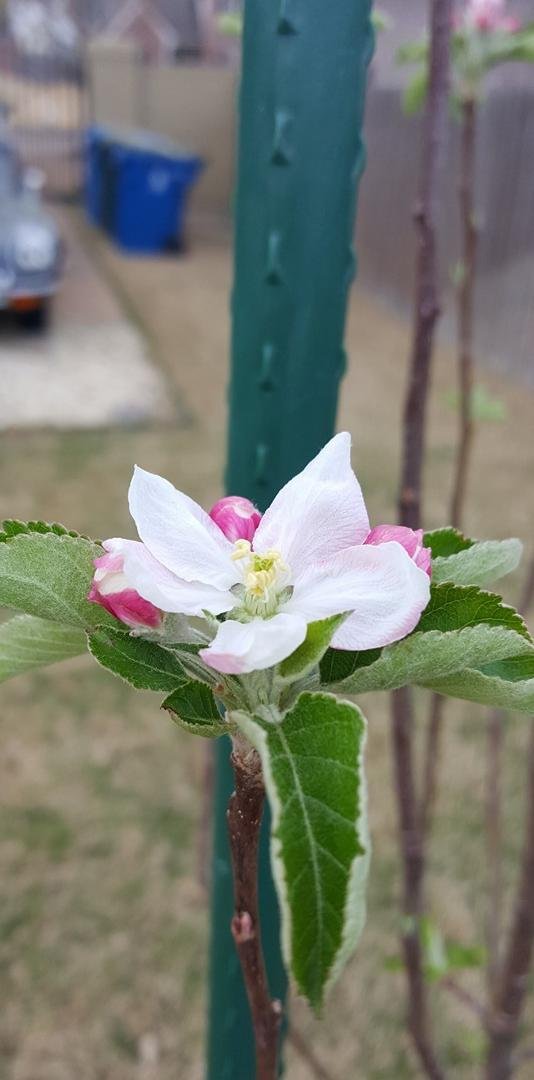 My Pink Lady apple tree I got for Christmas has started to bloom. Unfortunately, I have to take all the blossoms off this first year. Next year I'll enjoy my own apples.