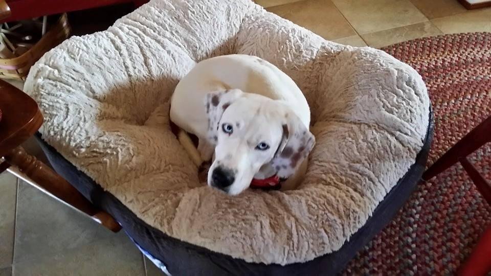 This is my new loving friend.  She is a rescue from Chocolate Chip Dalmatian Assistance League.