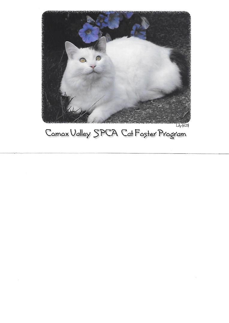 Our Lilly has crossed the Rainbow Bridge and has been joyfully greated.  This is the postcard that was published as a fundraiser the year that she came into our lives. The same photo was on a calender and she was the loveli