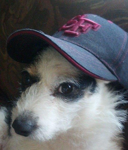 Please pray for my Ottis, we are heading to the coast tomorrow for tests on his eyes and if all goes well he will have  cataract surgery this week .🙏🙏🙏🙏♥️♥️♥️♥️