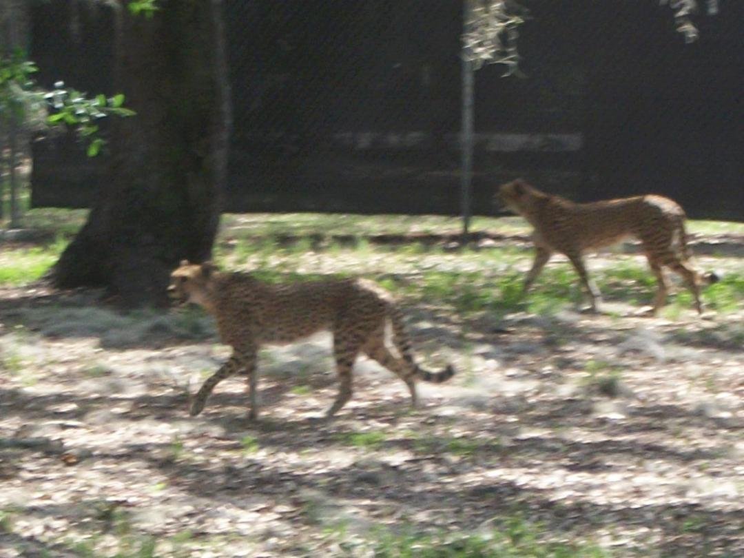 Nancy Riley's album, Zoo 4-10-11