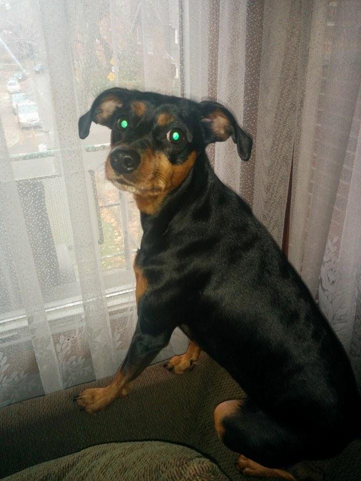 My other baby. His eyes light up when he looks at me