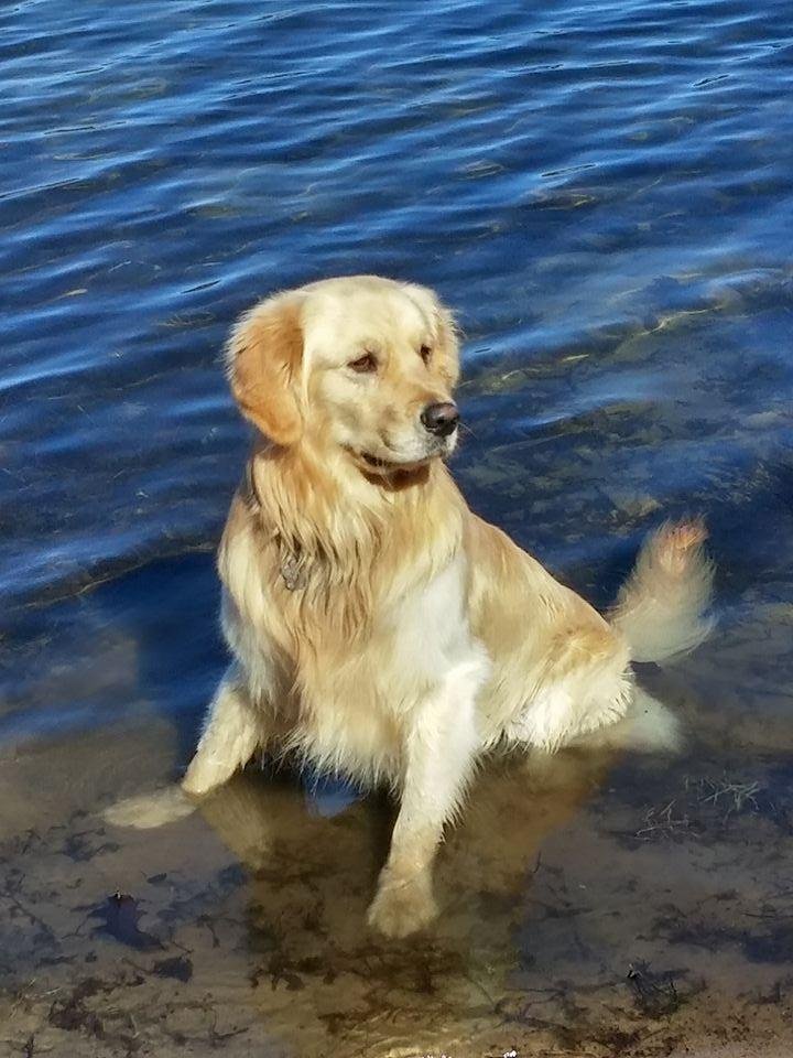 I was nominated by Anke Berndt to post one (yes, just ONE) picture that makes me happy to be a dog owner. So, I'm going to tag a few people who have been/are fabulous dog owners and can rise to the challenge too! If I've ta