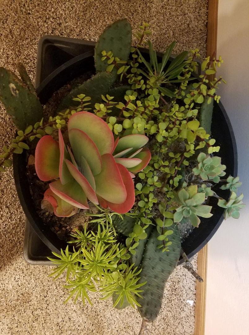 Finally had to move my Cactus inside for the season