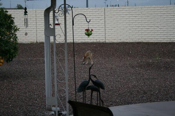 Coyote (not hockey player) in the back yard having breakfast