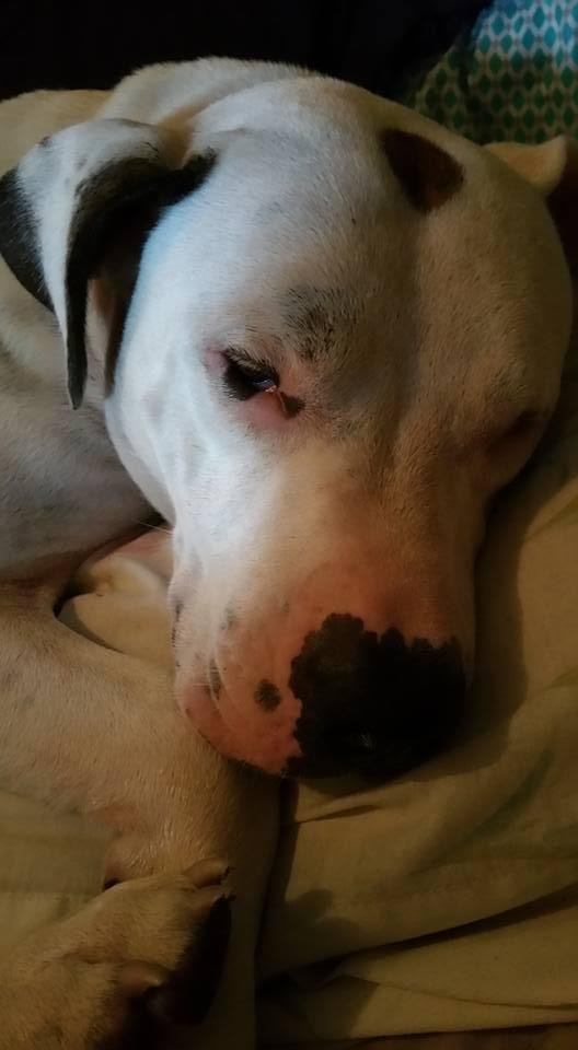 Kilo takes over the whole bed. Has to sleep on a pillow spoiled baby