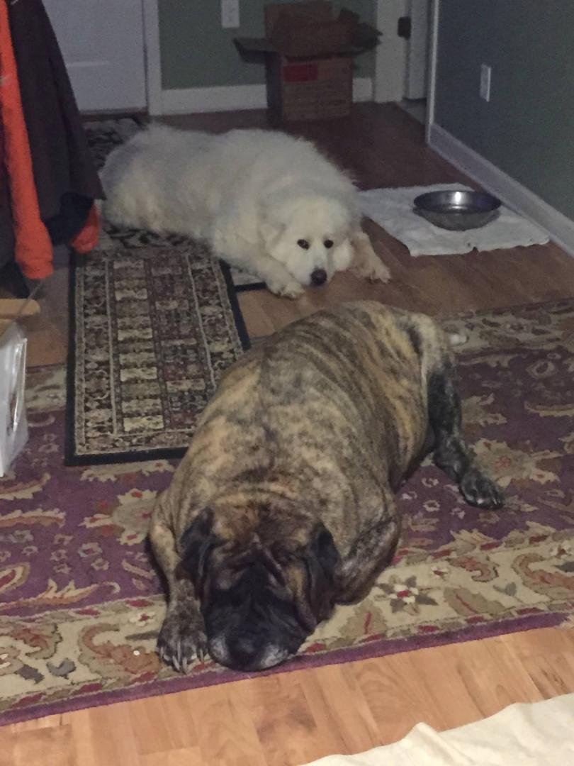 Fixing the dogs dinner while under expert supervision