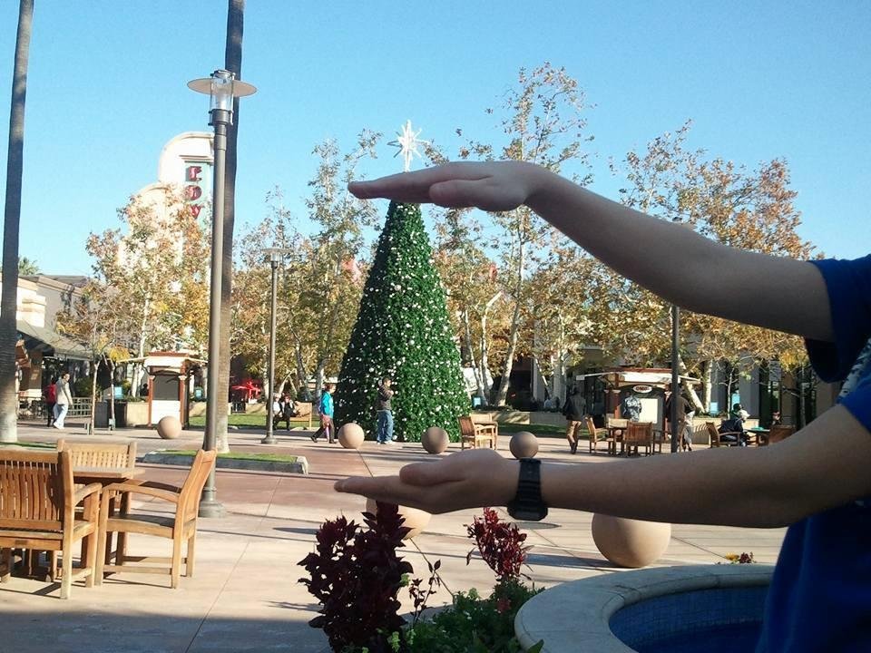 Dylan brought this tree home.