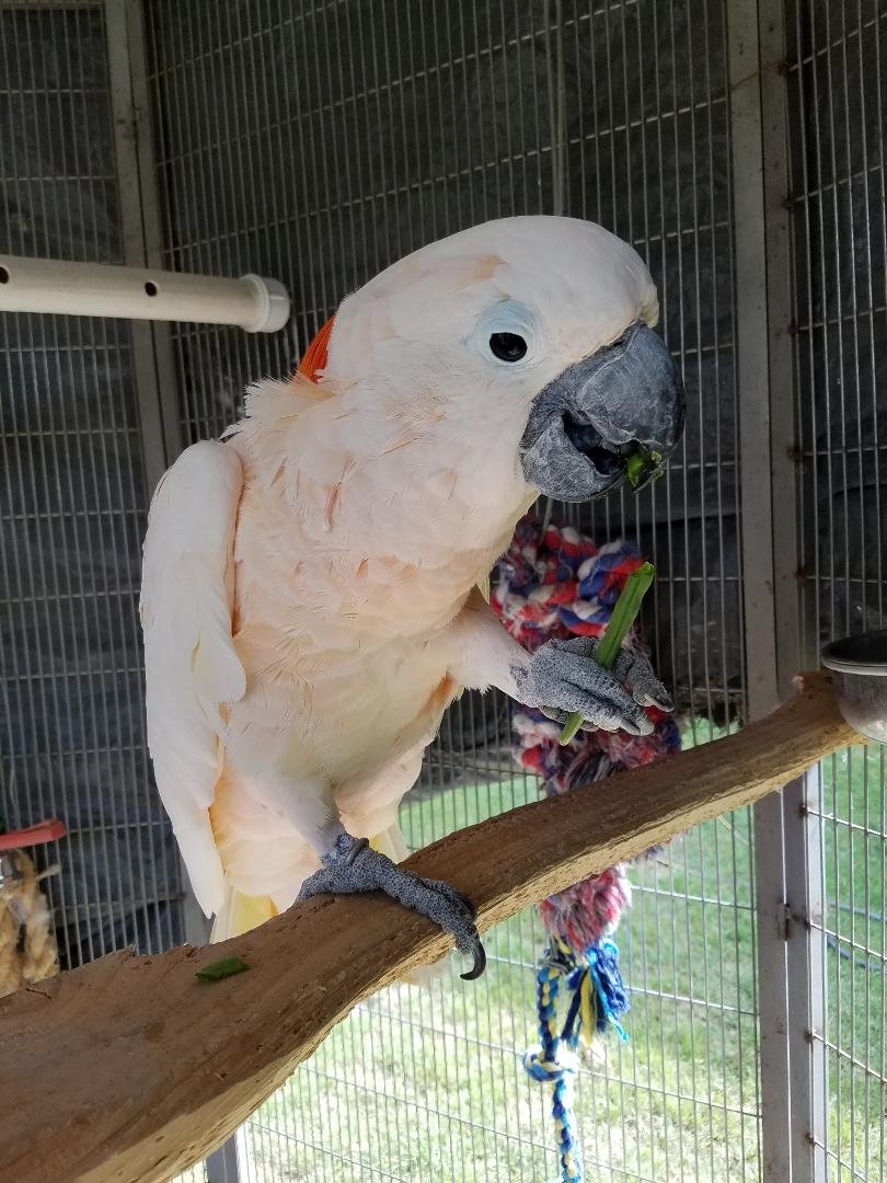 Today we lost our gorgeous boy, Clyde. massive heart attack. He was gone in seconds.