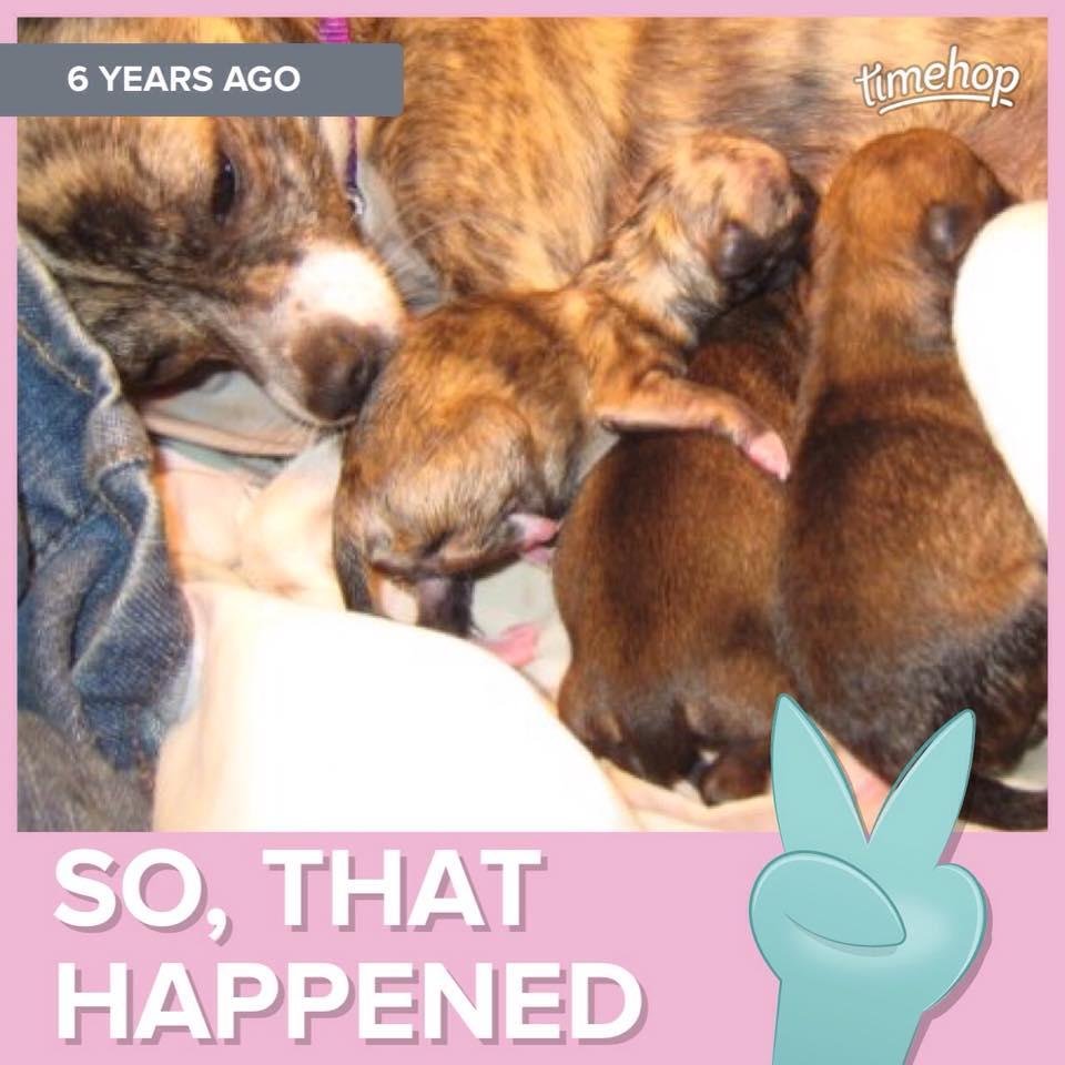 Six years ago July 4th. Sophie had four puppies