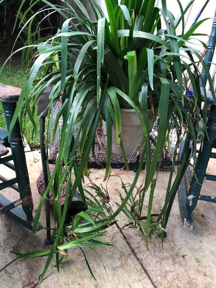 Joe ... what’s the name of ‘‘tis plant?