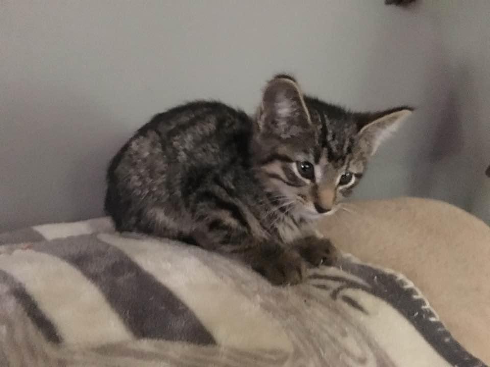 This little cutie showed up on our back porch this morning! Did someone drop off knowing that I wouldn't be able to say no? Looks like a new member of the Houseknecht residence! She is so sweet and affectionate.