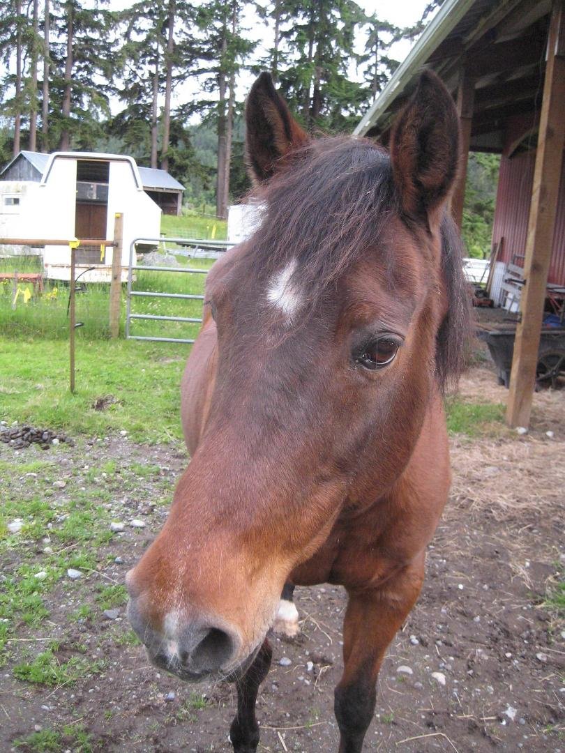 My trusty old girl, Nosey (29).