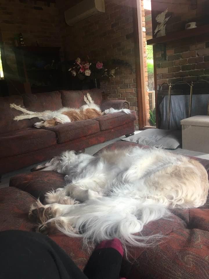 The two Borzoi’s having a 5 🌟 energy rating