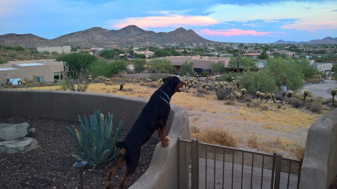On patrol
