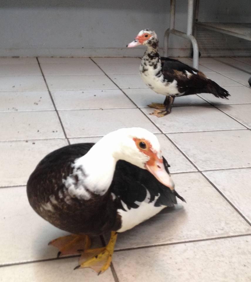 Quack quack