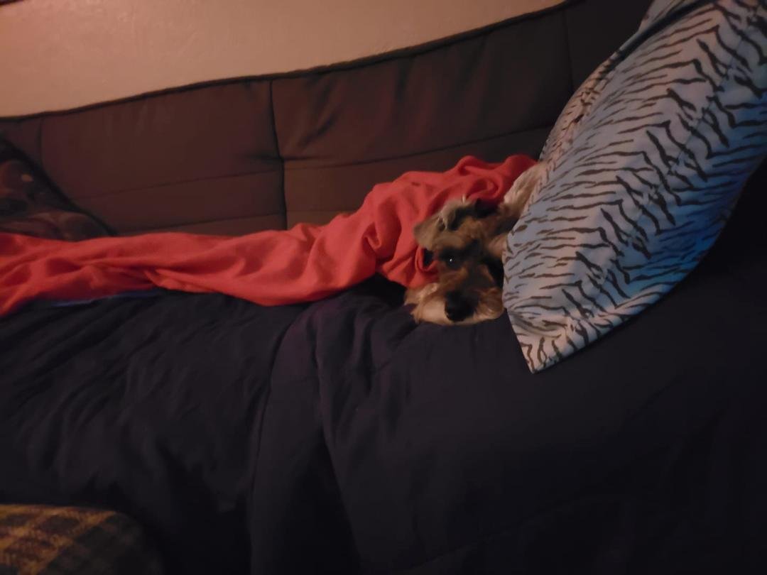 He thinks he is a human