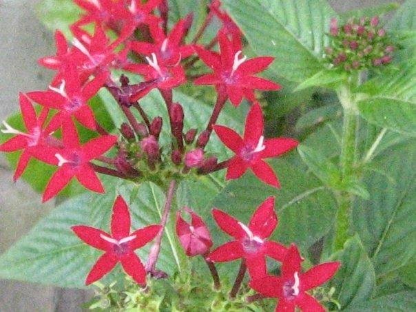 Tim Mooney's album, My butterfly garden