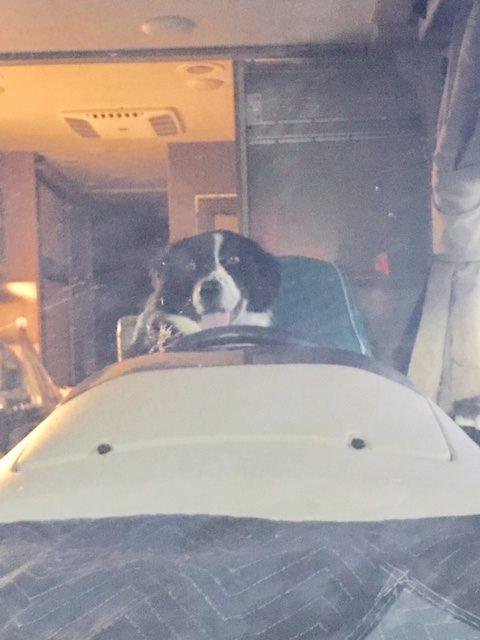 Grand dog took off in the RV. Believe he is headed to Jellystone RV park. If spotted let us know