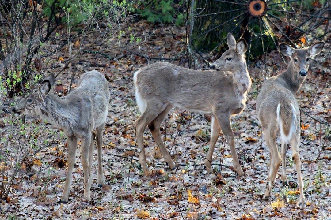 Michael Prinn's album, DEER MY Backyard
