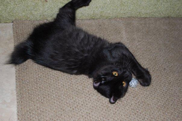 Emi loves her ball.