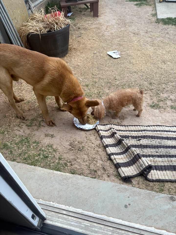 90 lbs Sonic and Cobie 7lbs . Cobie had already ate but decided to share with his brother . Lol😀