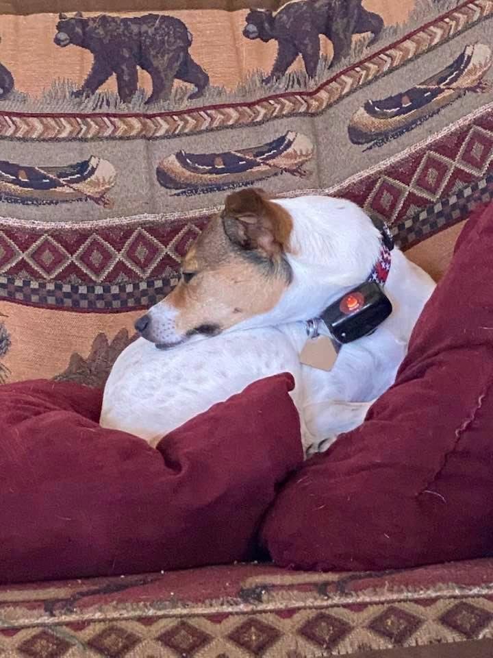 Dula—one of our Jack Russell Terriers—sleeps like an American Eagle! She’s actually a Ground Eagle 🐶🦅