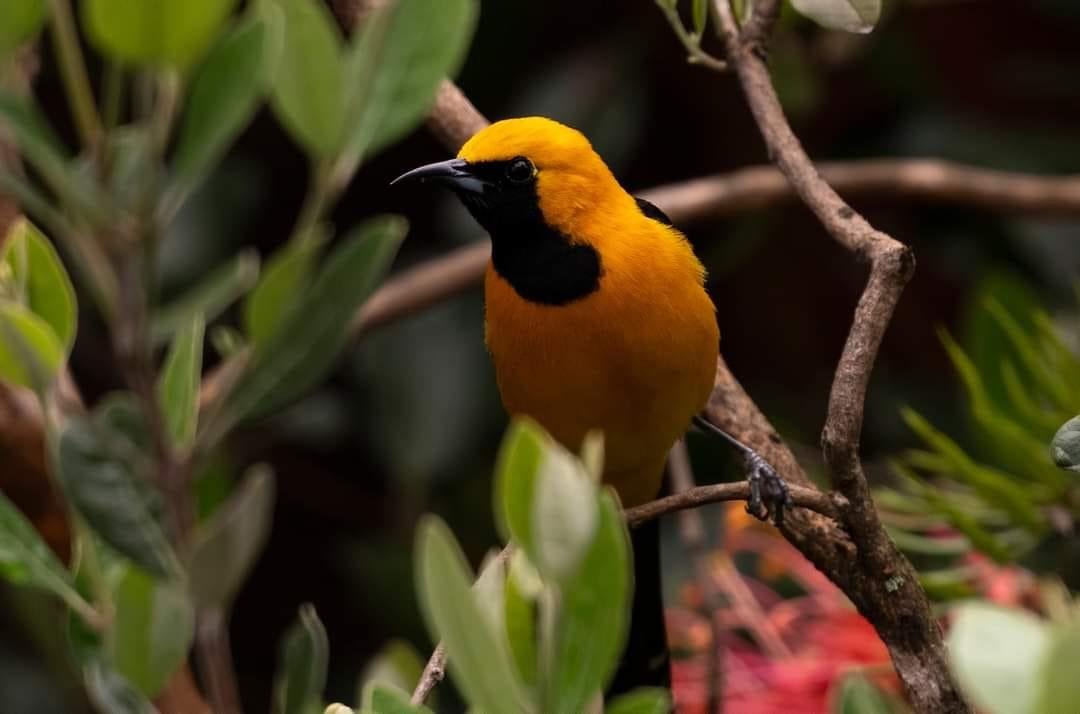 Male Hooded Oriole, Gail West
