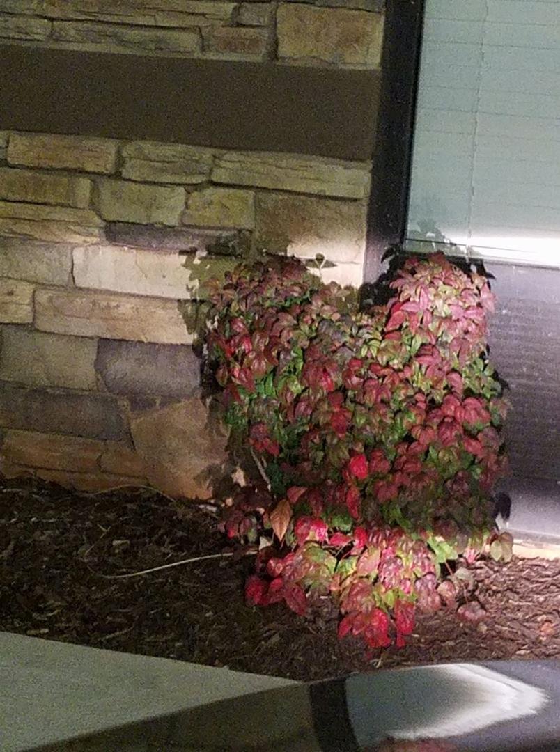 Found this 'heart' shaped shrub in front of a building where I parked yesterday. Thank you Cupid! 😊💘
