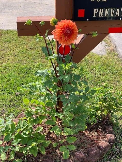 William Prevatt's album, Timeline Photos